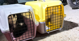 Dua anak kucing diselamatkan aktivis pencinta haiwan susulan kes perbuatan tidak senonoh terhadap kucing di Pasir Puteh, Kelantan.